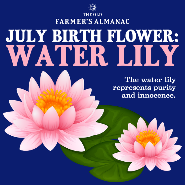 July birth on sale month flower